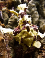 Potato head- Antennarius maculatus 